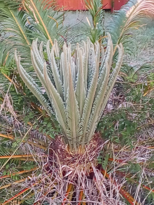 [The new growth with is curled fronds is front and center in the image. The mature fronds are behind and beside it. There is an opening in the older fronds which makes the entire length of the new fronds visible.]